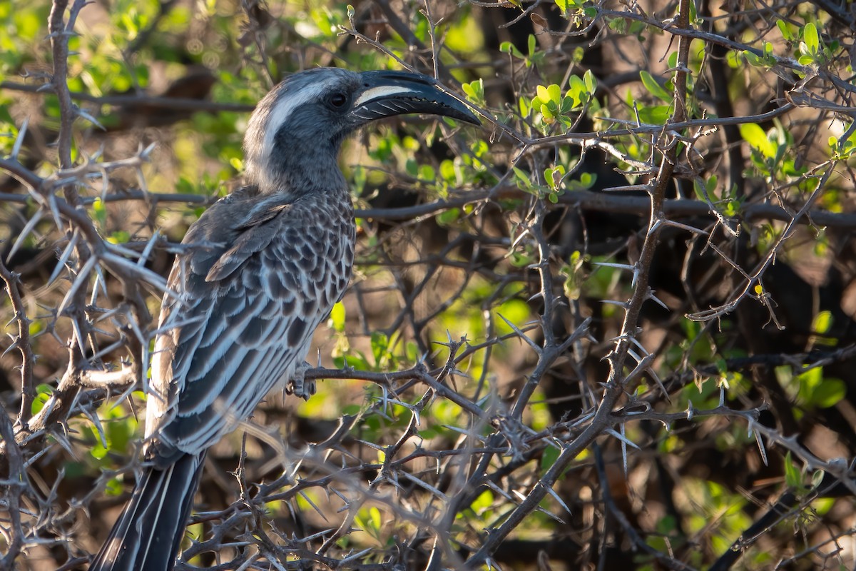 African Gray Hornbill - Clive Oldham