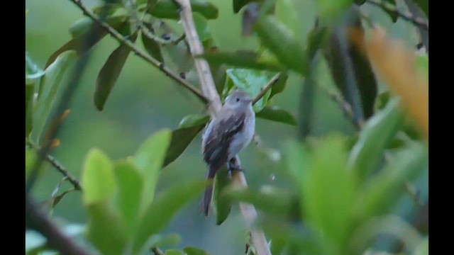 Lesser Elaenia - ML601160171