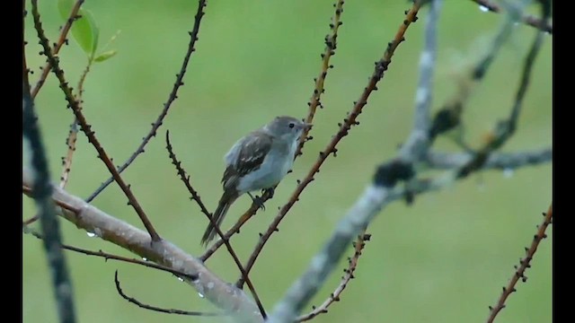 Lesser Elaenia - ML601160181