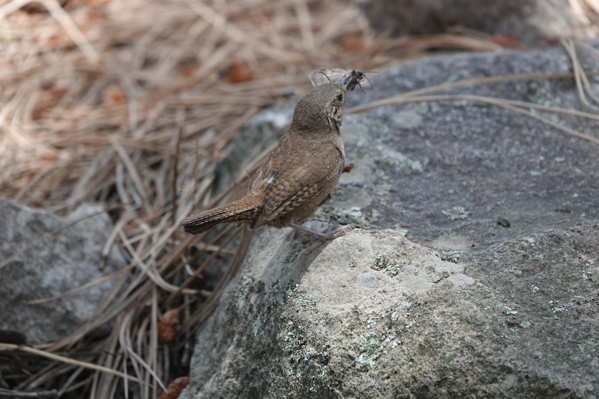 House Wren - ML601161651