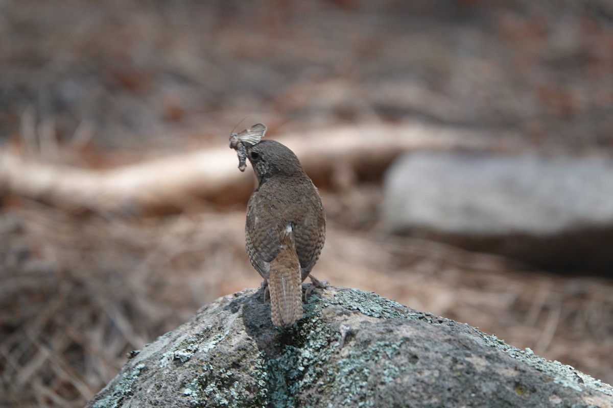 House Wren - ML601161661