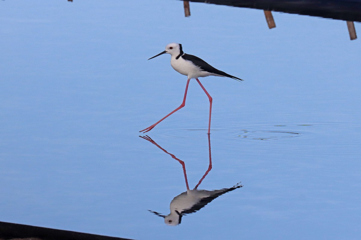 Pied Stilt - ML601162471