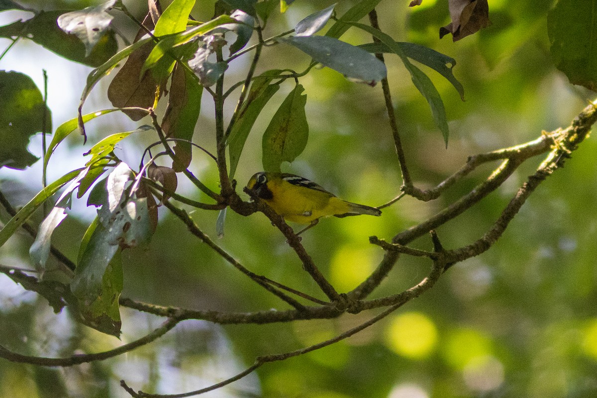 Trilling Shrike-Babbler - Edward Jenkins