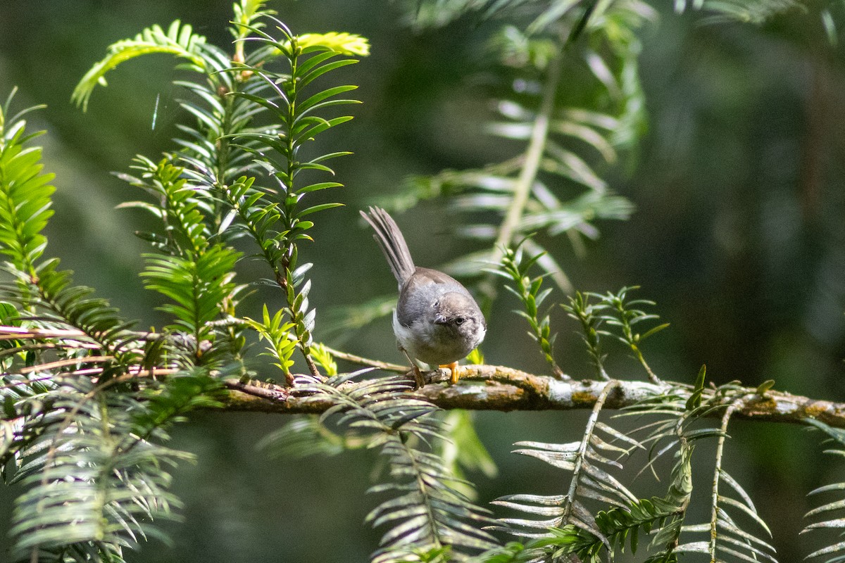 Pygmy Tit - ML601162891