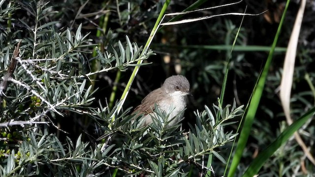 Curruca Zarcerilla (althaea) - ML601163521