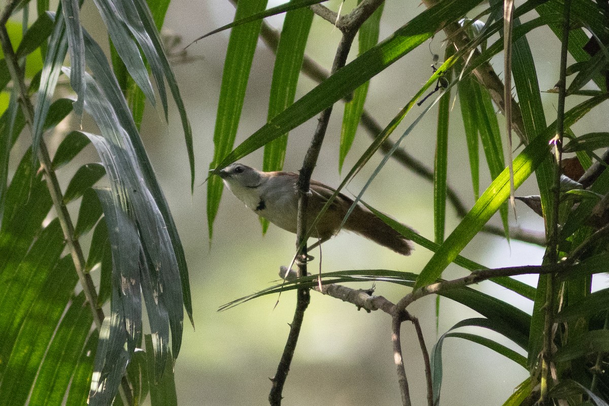Crescent-chested Babbler - ML601163641