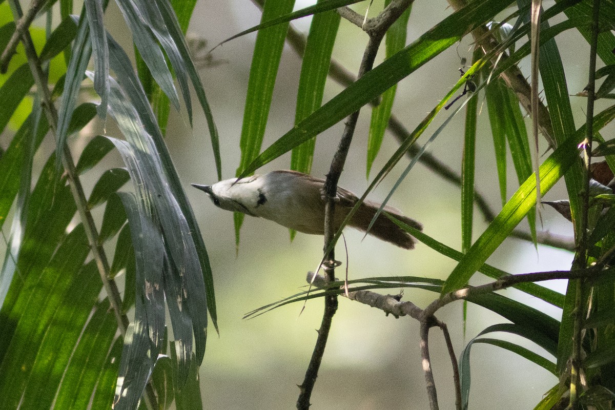 Crescent-chested Babbler - ML601163701