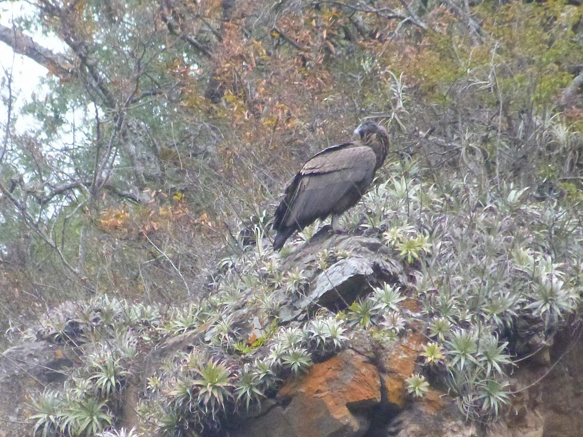 Andean Condor - ML601164331