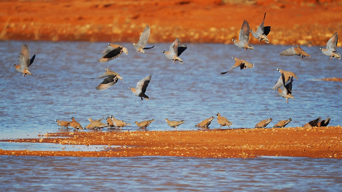 Flock Bronzewing - ML601164711