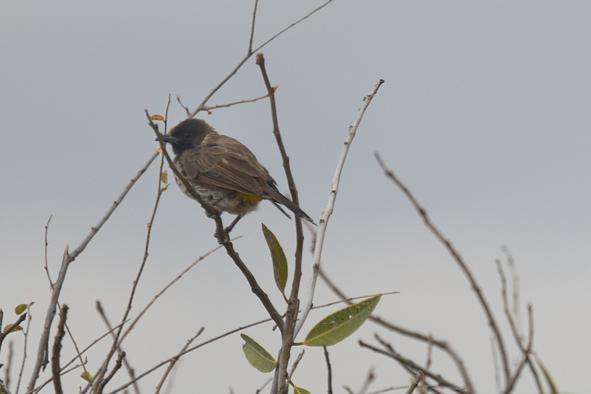 Common Bulbul (Dodson's) - Chiusi Alessio Pietro