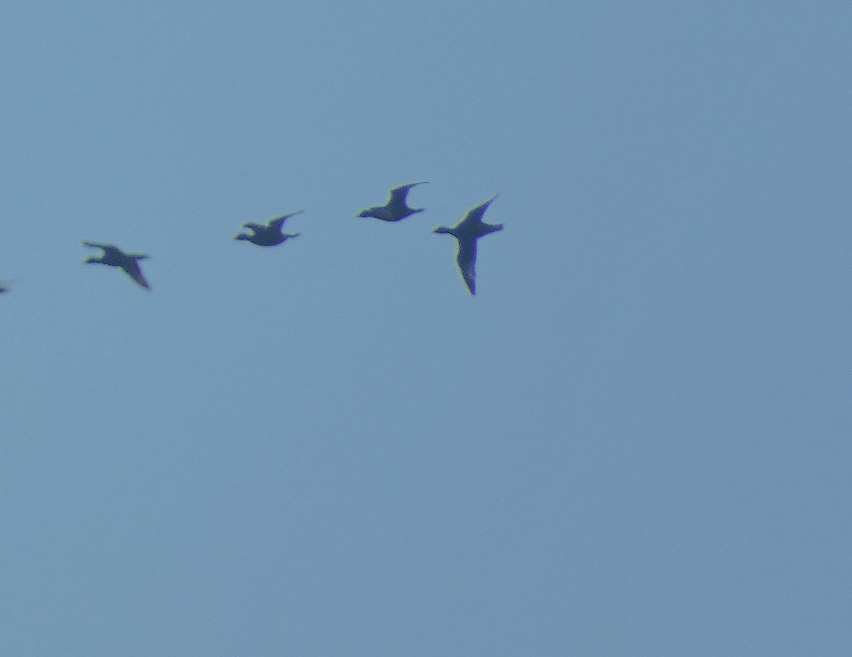 Ahatebeltz eurasiarra - ML601164841