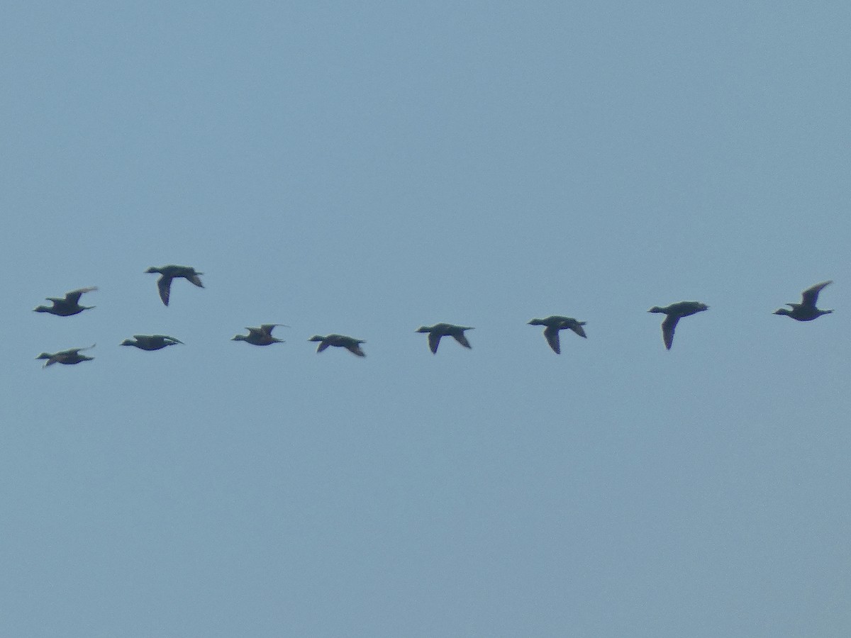 Ahatebeltz eurasiarra - ML601164861