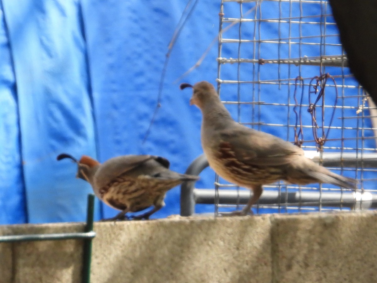 Gambel's Quail - ML601165501