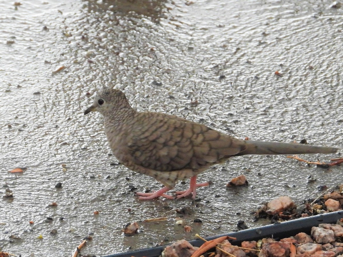 Inca Dove - ML601165591