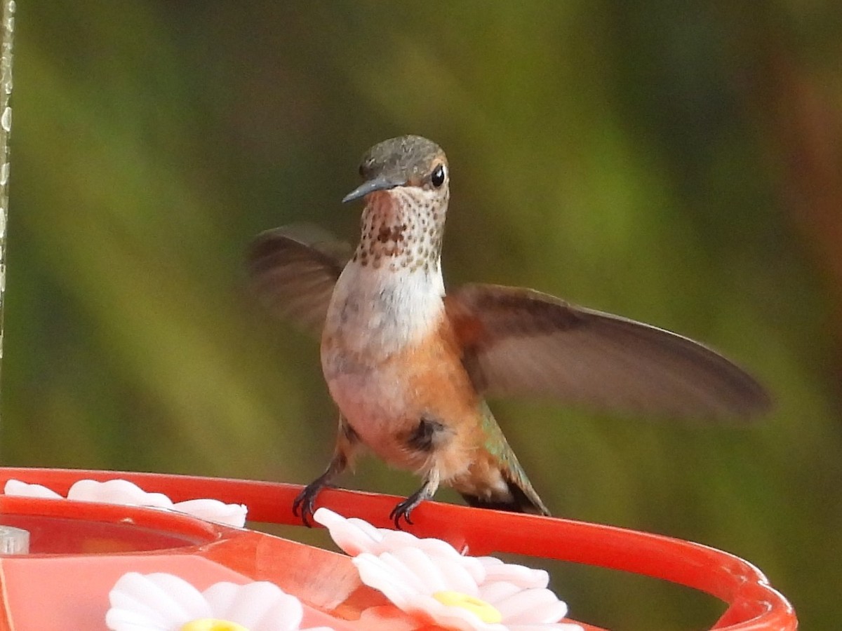 Costa's Hummingbird - ML601165601