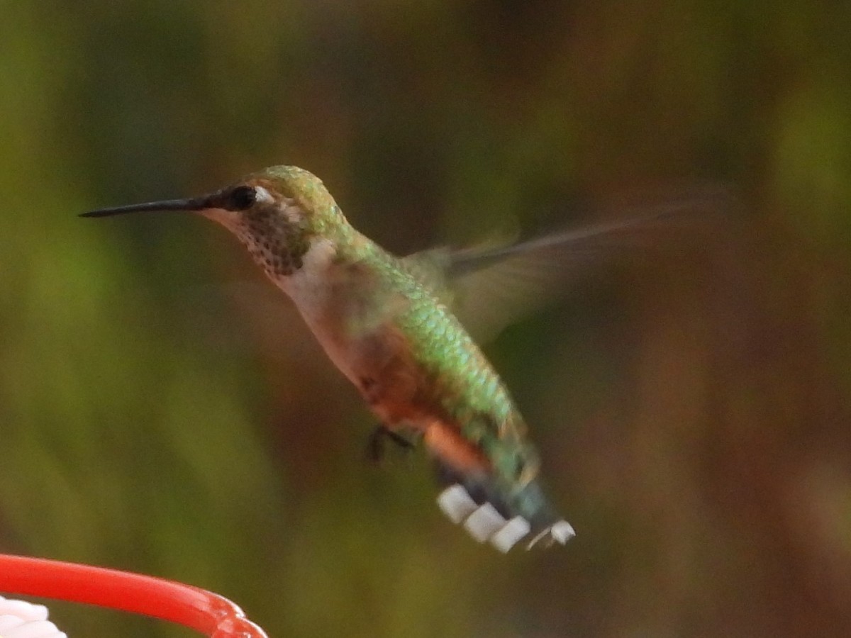 Costa's Hummingbird - ML601165611