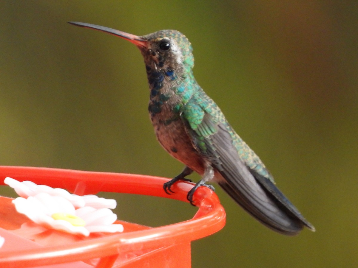 Broad-billed Hummingbird - ML601165651