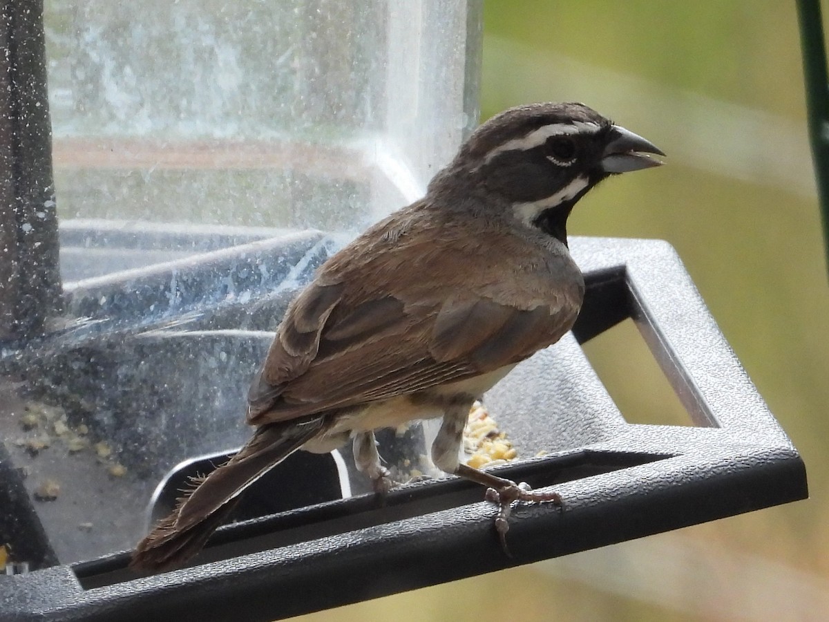 Black-throated Sparrow - ML601165681