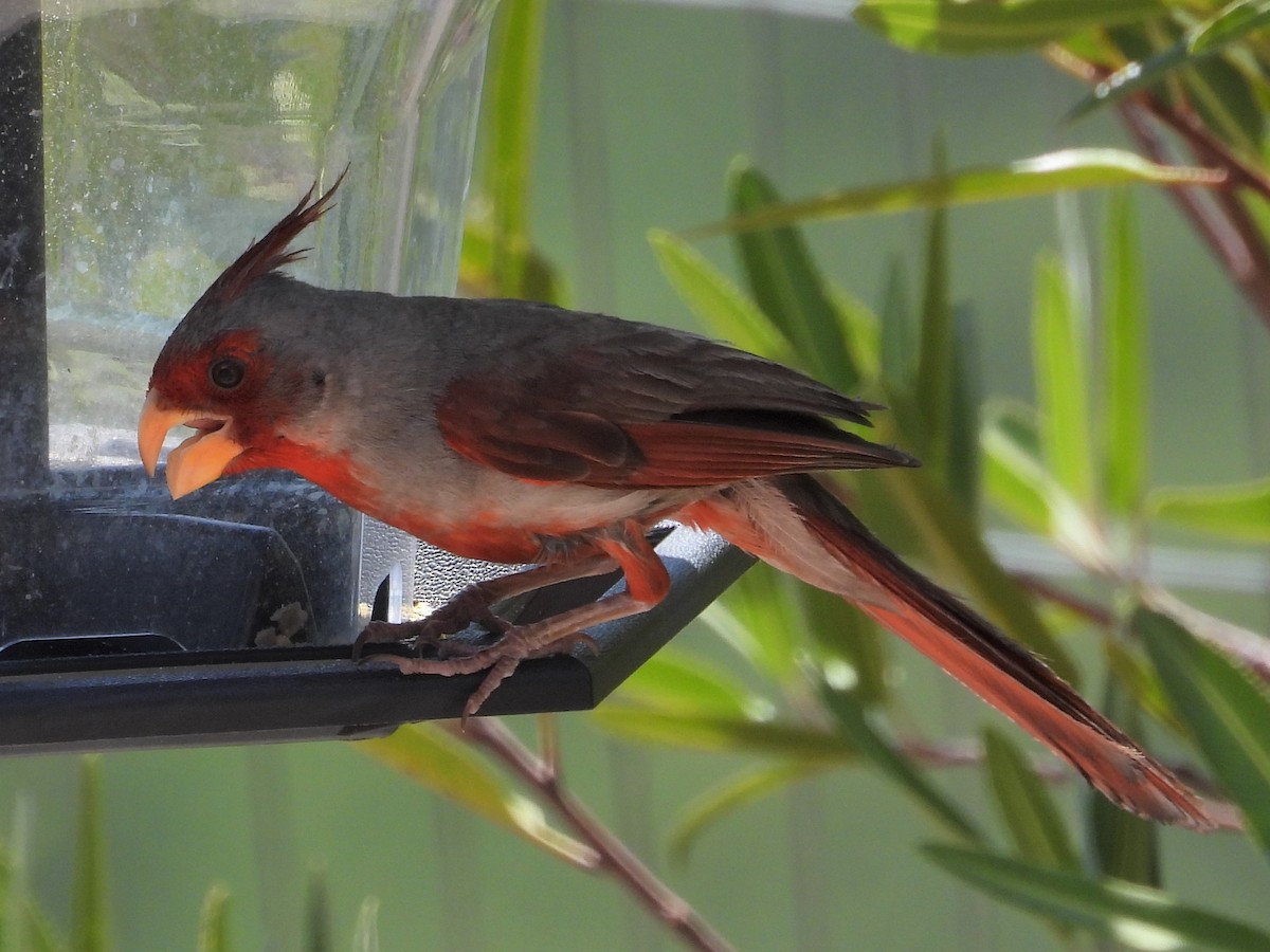 Pyrrhuloxia - ML601165711