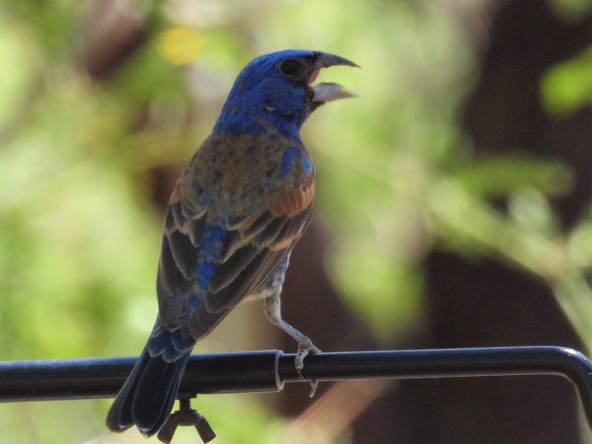 Blue Grosbeak - ML601165801