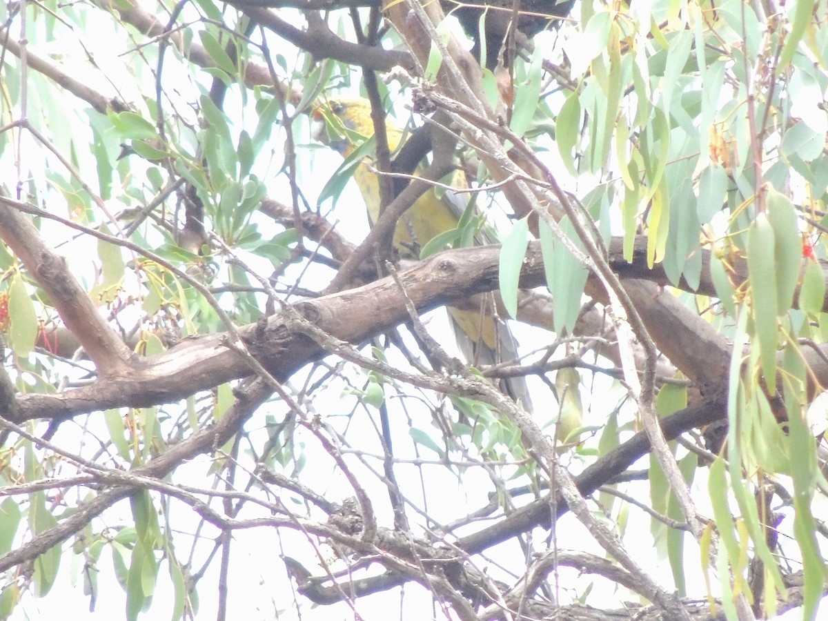 rødrosella (flaveolus) (gulrosella) - ML601165911