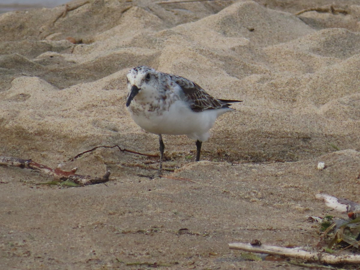 Sanderling - Anne Birkam