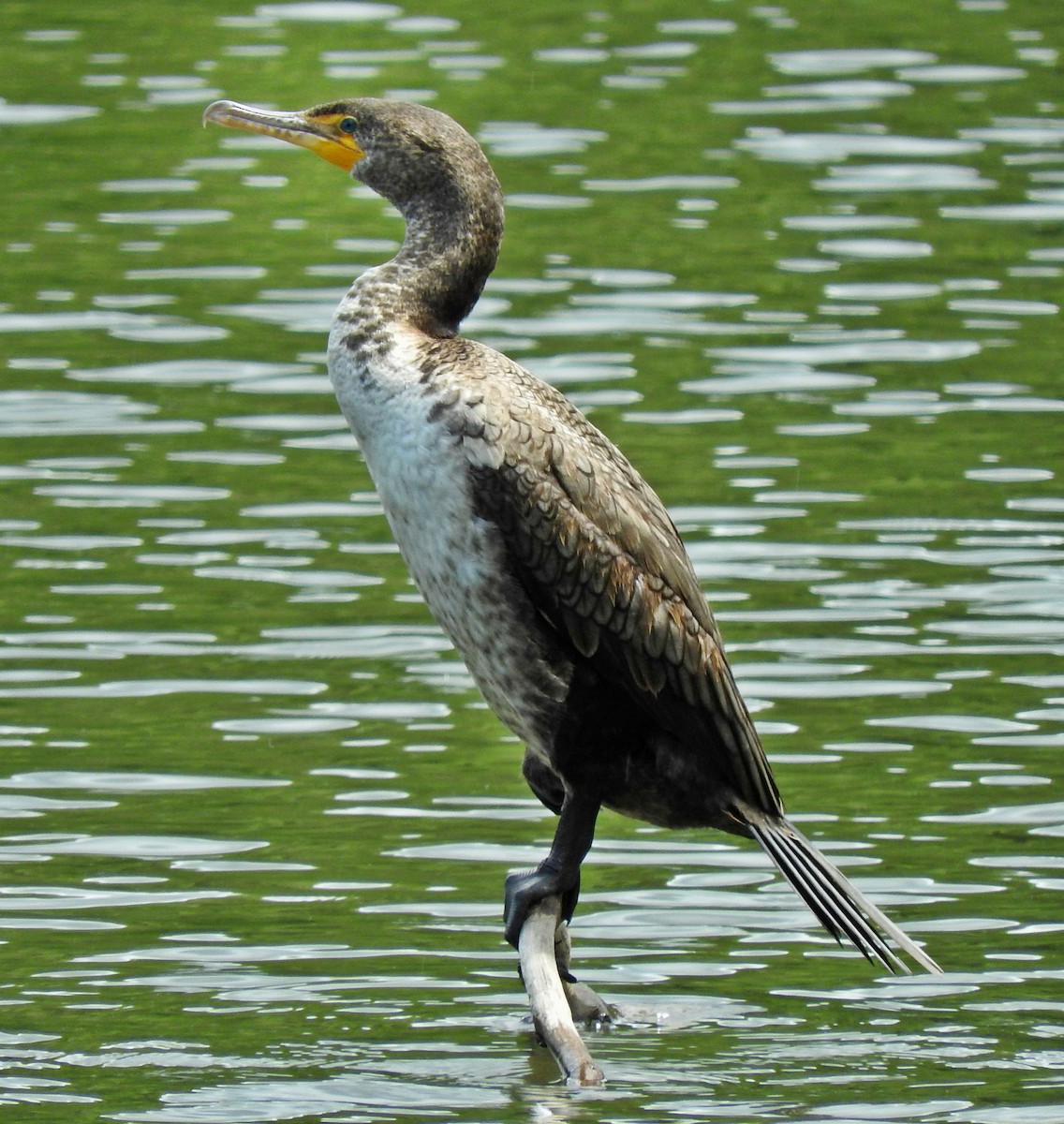 Double-crested Cormorant - ML60116721