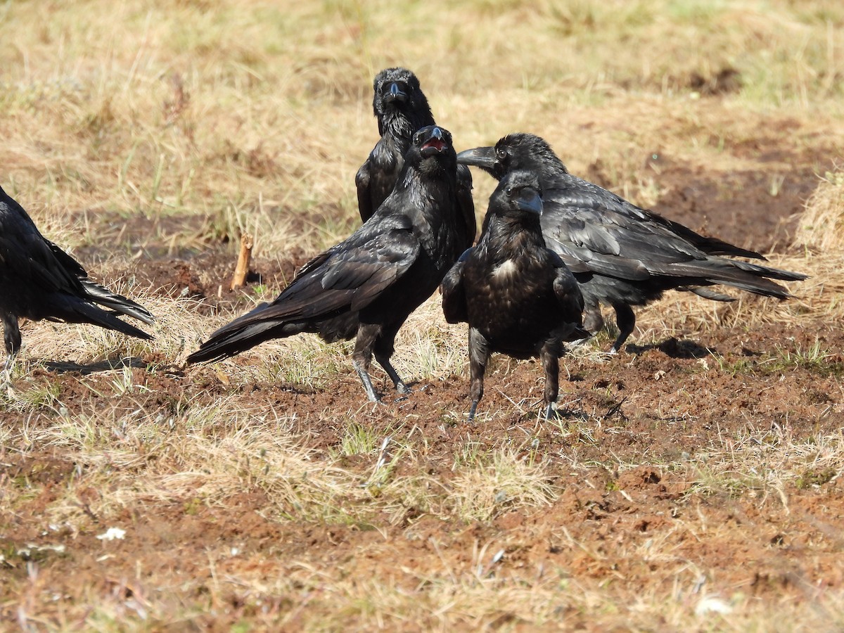 Common Raven - ML601169211