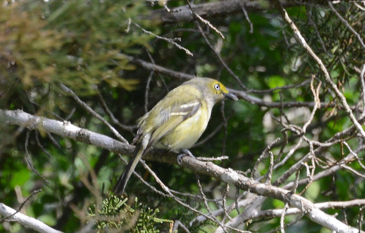 White-eyed Vireo - ML60116991