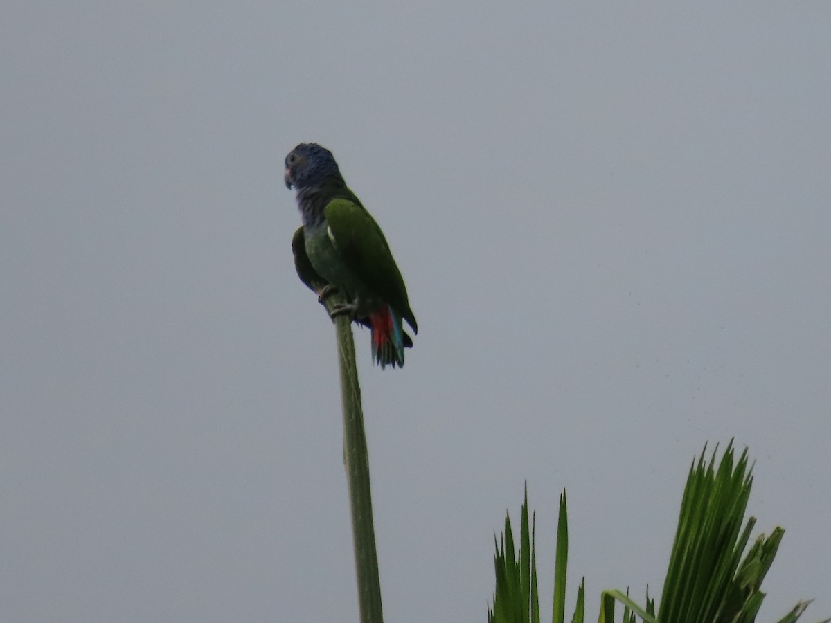 Blue-headed Parrot - ML601169991