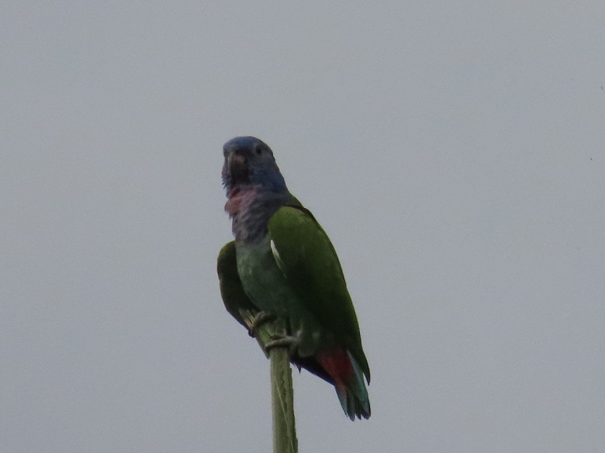 Blue-headed Parrot - ML601170011
