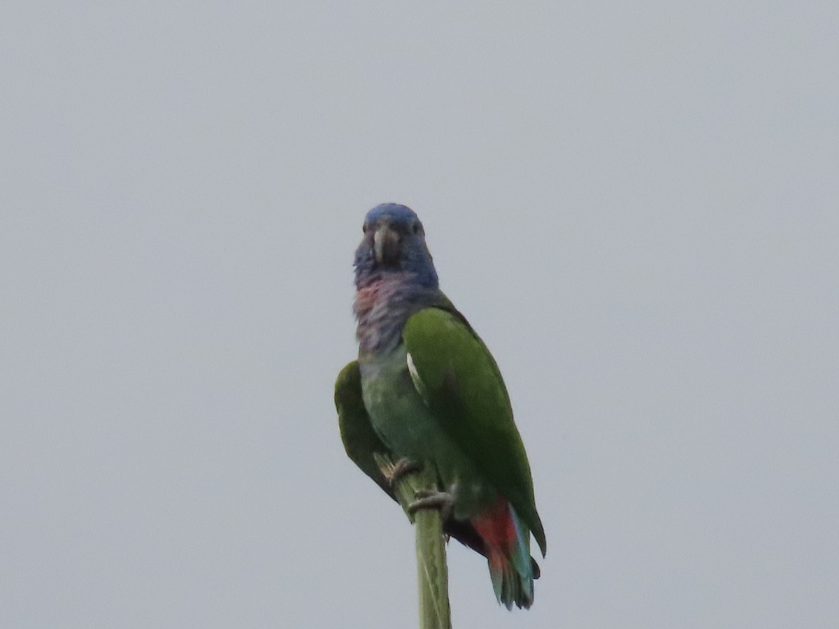 Blue-headed Parrot - ML601170021