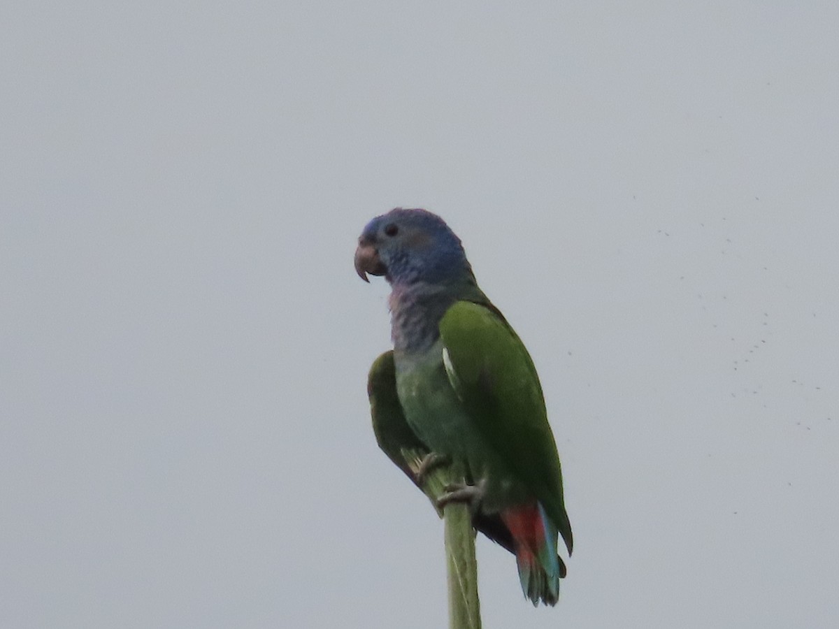 Blue-headed Parrot - ML601170061