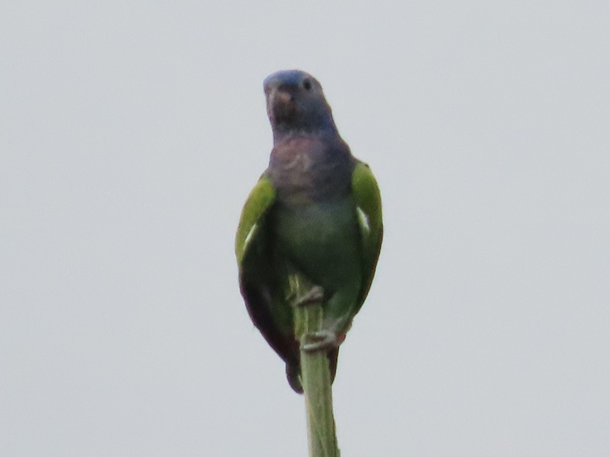 Blue-headed Parrot - ML601170071