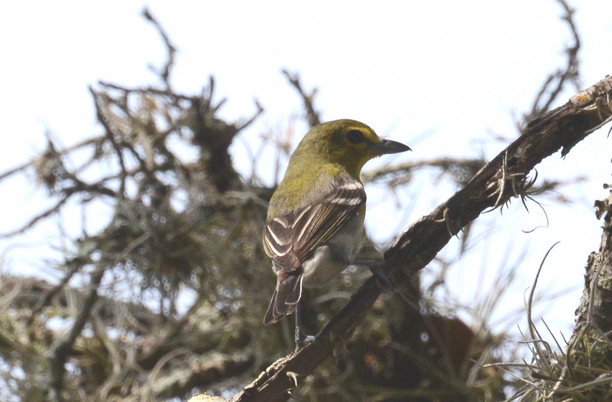 Sarı Gerdanlı Vireo - ML60117031