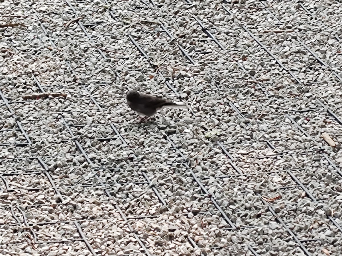 Dark-eyed Junco - ML601170511