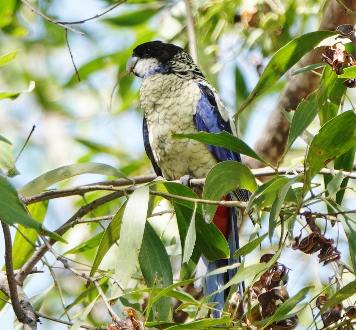 ズグロサメクサインコ - ML601171511