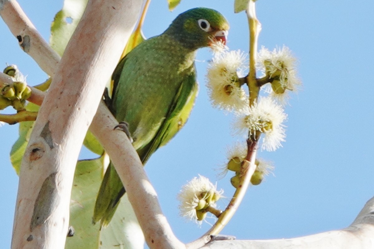 Varied Lorikeet - ML601171601