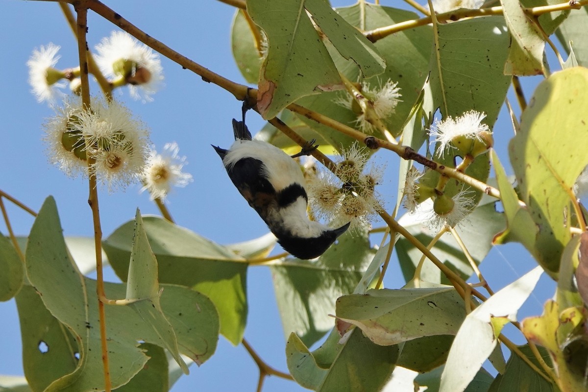 Banded Honeyeater - ML601171661