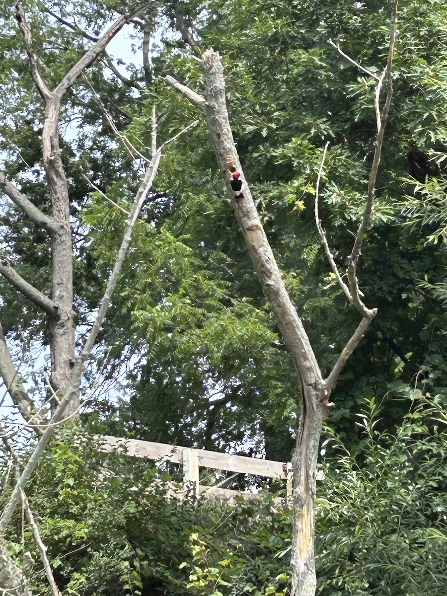 datel červenohlavý - ML601171701