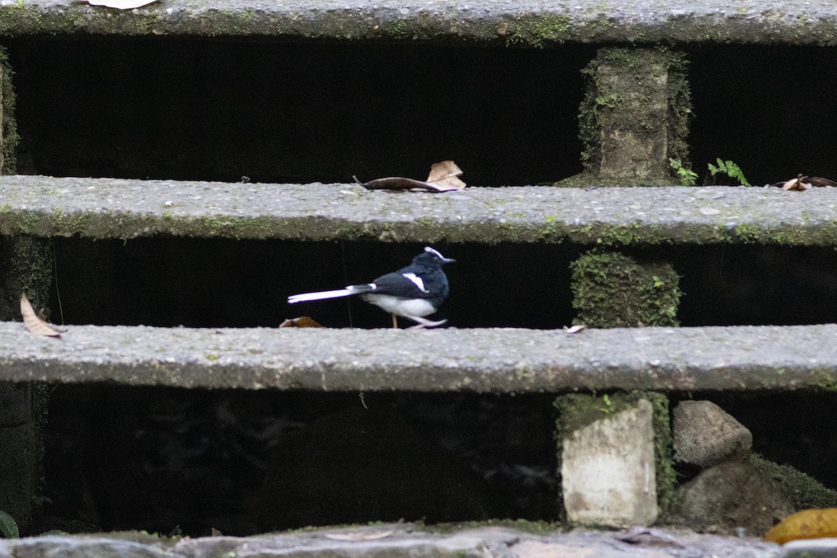 White-crowned Forktail (Javan) - ML601171771