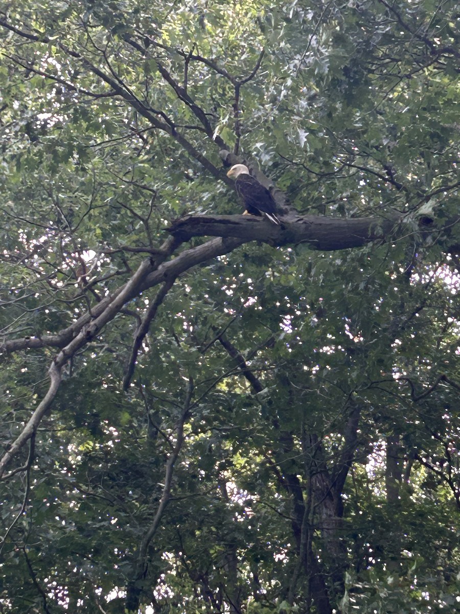 orel bělohlavý - ML601171821