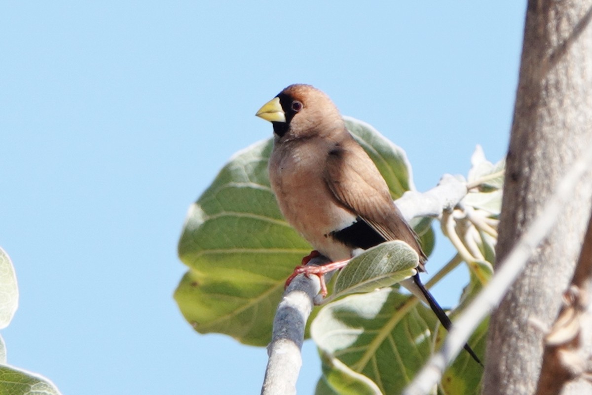 Masked Finch - ML601171861