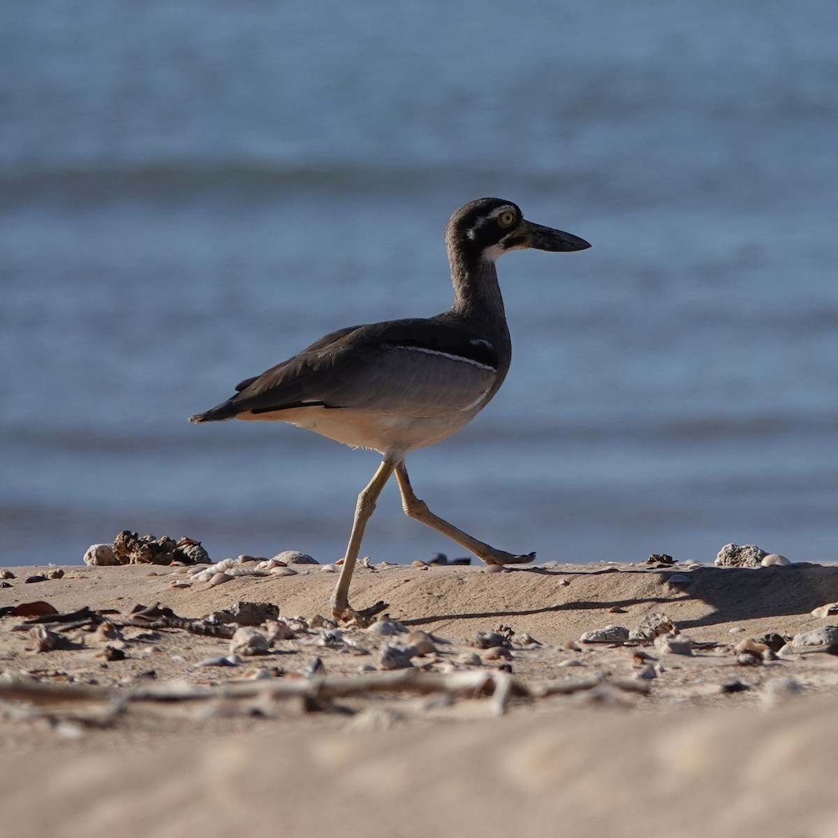 Beach Thick-knee - ML601172161