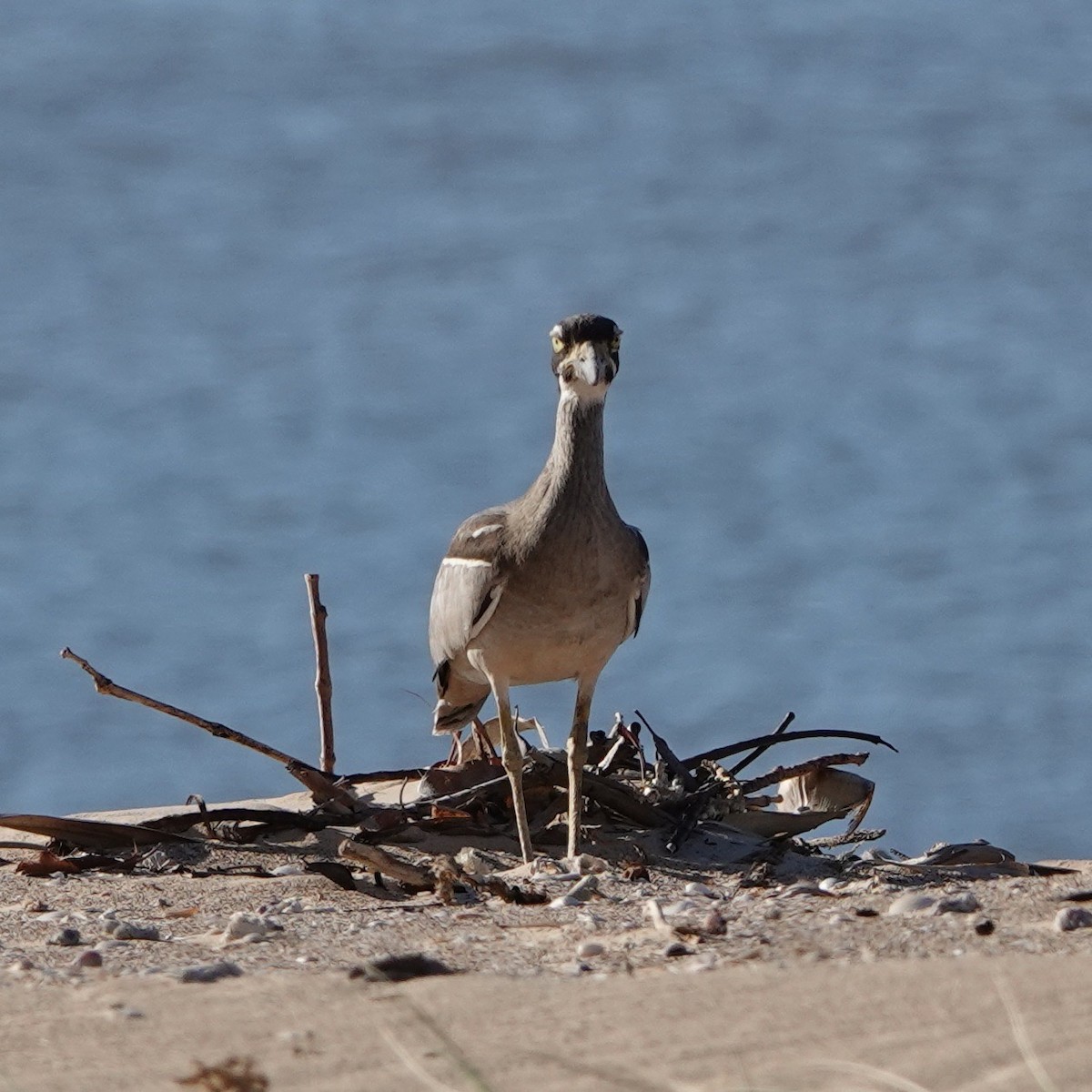 Beach Thick-knee - John Beckworth