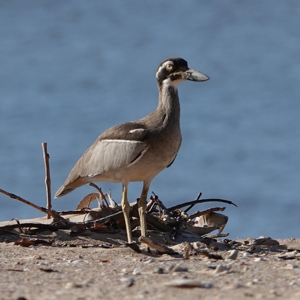 Beach Thick-knee - John Beckworth