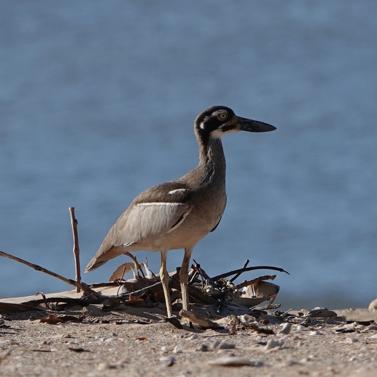 Beach Thick-knee - ML601172201