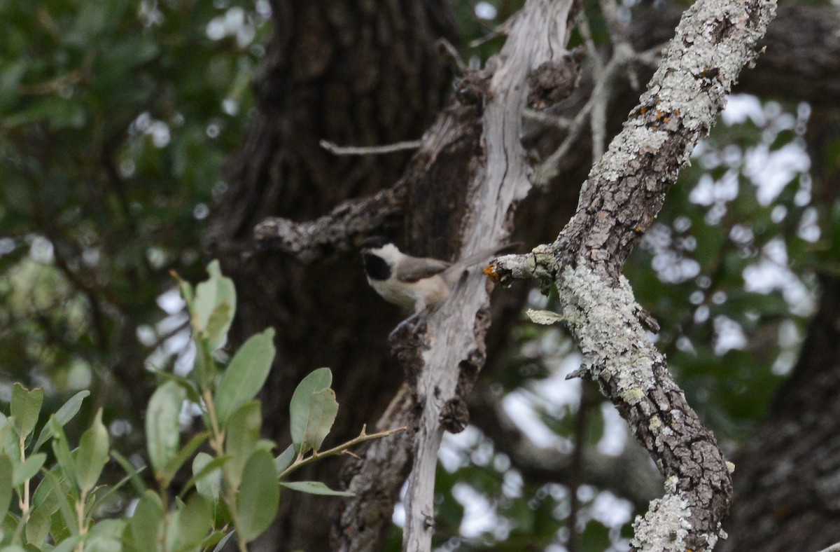 Carolina Chickadee - ML60117231