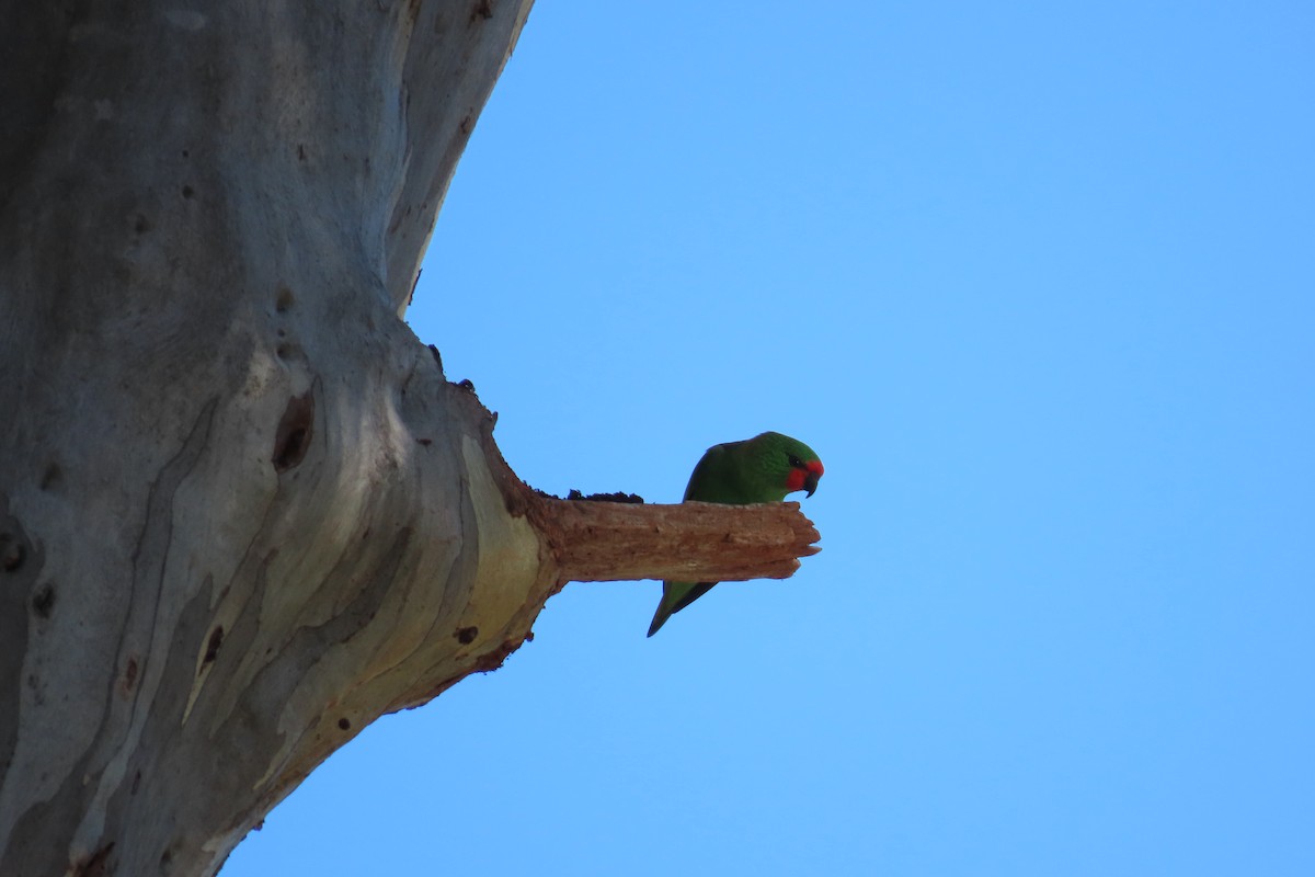 Little Lorikeet - ML601172511