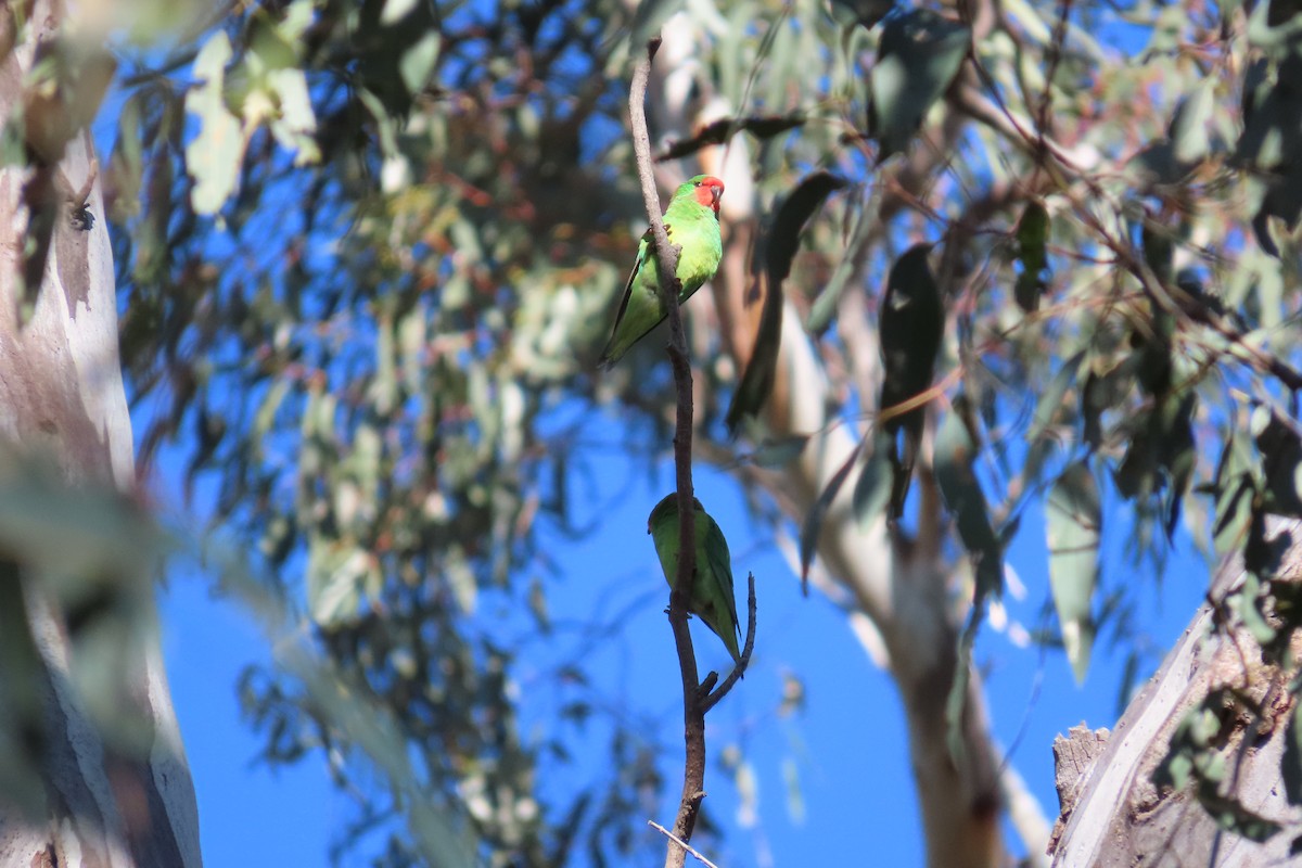 Little Lorikeet - ML601172521